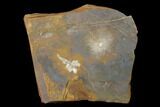 Fossil Winged Walnut Fruit & Reproductive Structure - North Dakota #145348-1